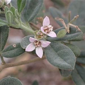 Zieria cytisoides at Bungonia, NSW - 11 Sep 2024