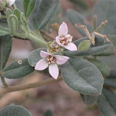 Zieria cytisoides (Downy Zieria) at Bungonia, NSW - 11 Sep 2024 by AnneG1