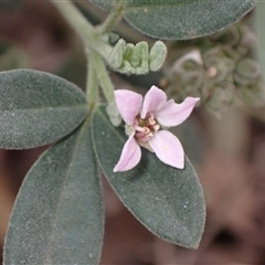 Zieria cytisoides at Bungonia, NSW - 11 Sep 2024