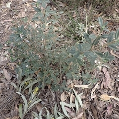 Zieria cytisoides at Bungonia, NSW - 11 Sep 2024