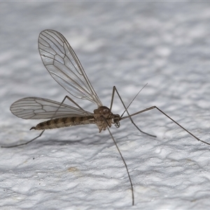 Trichocera (Trichocera) annulata at Evatt, ACT - 11 Sep 2024