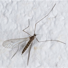 Trichocera (Trichocera) annulata at Evatt, ACT - 11 Sep 2024