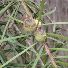 Persoonia linearis (Narrow-leaved Geebung) at Bungonia, NSW - 11 Sep 2024 by AnneG1