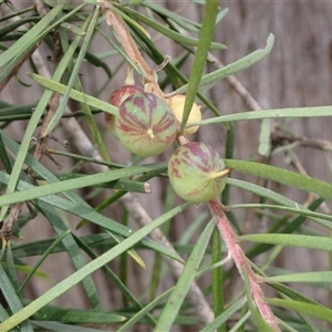 Persoonia linearis at Bungonia, NSW - 11 Sep 2024 11:51 AM