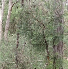 Persoonia linearis at Bungonia, NSW - 11 Sep 2024 11:51 AM