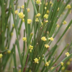 Exocarpos strictus at Bungonia, NSW - 11 Sep 2024