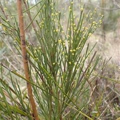 Exocarpos strictus at Bungonia, NSW - 11 Sep 2024