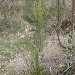 Exocarpos strictus at Bungonia, NSW - 11 Sep 2024