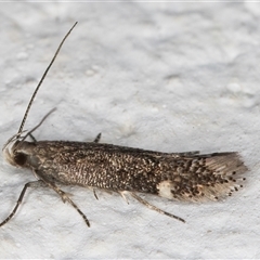 Aproaerema simplexella & isoscelixantha (Australian Soybean Moth (A. simplexella)) at Evatt, ACT - 11 Sep 2024 by kasiaaus