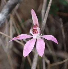 Caladenia carnea (Pink Fingers) at Bungonia, NSW - 11 Sep 2024 by AnneG1