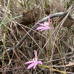 Caladenia carnea at Bungonia, NSW - suppressed