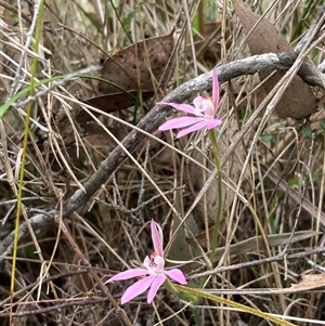 Caladenia carnea at Bungonia, NSW - suppressed