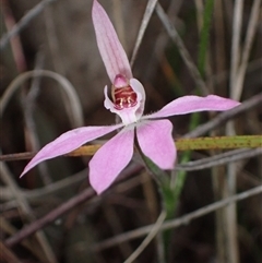 Caladenia carnea at Bungonia, NSW - suppressed