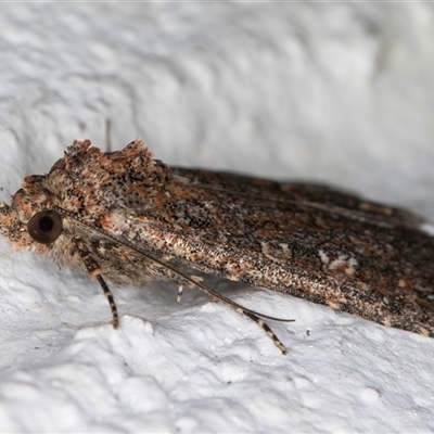 Hypoperigea tonsa (A Noctuid moth (Acronictinae) at Melba, ACT - 12 Sep 2024 by kasiaaus