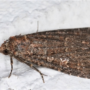 Hypoperigea tonsa at Melba, ACT - 12 Sep 2024