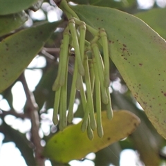 Amyema congener subsp. congener at Bungonia, NSW - 11 Sep 2024