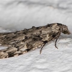 Nola tetralopha (A Nolid moth) at Melba, ACT - 11 Sep 2024 by kasiaaus