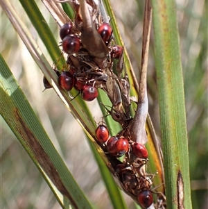 Gahnia aspera at Bungonia, NSW - 11 Sep 2024