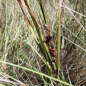 Gahnia aspera at Bungonia, NSW - 11 Sep 2024