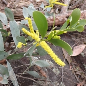 Acacia binervia at Bungonia, NSW - 11 Sep 2024 01:47 PM