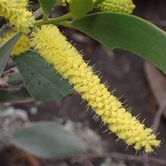 Acacia binervia at Bungonia, NSW - 11 Sep 2024