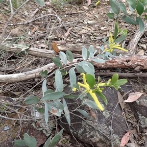 Acacia binervia at Bungonia, NSW - 11 Sep 2024 01:47 PM