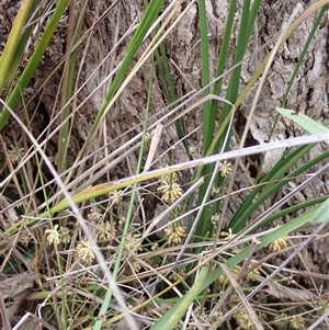 Lomandra multiflora at Bungonia, NSW - 11 Sep 2024