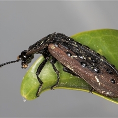 Ptomaphila lacrymosa (Carrion Beetle) at Melba, ACT - 11 Sep 2024 by kasiaaus