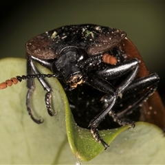 Ptomaphila lacrymosa at Melba, ACT - 12 Sep 2024