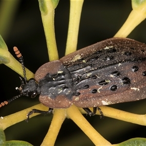 Ptomaphila lacrymosa at Melba, ACT - 12 Sep 2024