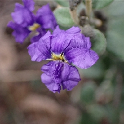 Dampiera purpurea (Purple Dampiera) at Bungonia, NSW - 11 Sep 2024 by AnneG1