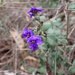 Dampiera purpurea at Bungonia, NSW - 11 Sep 2024