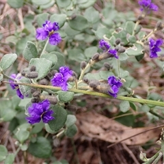 Dampiera purpurea at Bungonia, NSW - 11 Sep 2024