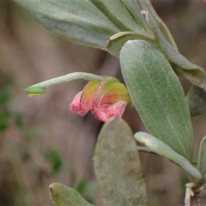 Grevillea arenaria subsp. arenaria at Bungonia, NSW - 11 Sep 2024