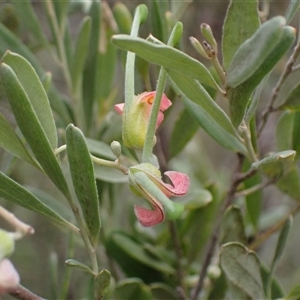 Grevillea arenaria subsp. arenaria at Bungonia, NSW - 11 Sep 2024