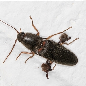 Monocrepidus sp. (genus) at Melba, ACT - 12 Sep 2024