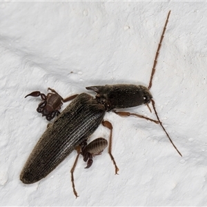 Monocrepidus sp. (genus) at Melba, ACT - 12 Sep 2024