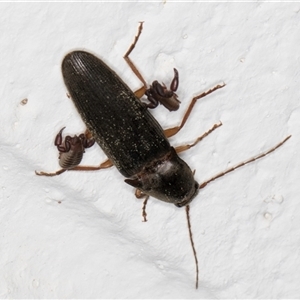 Monocrepidus sp. (genus) at Melba, ACT - 12 Sep 2024