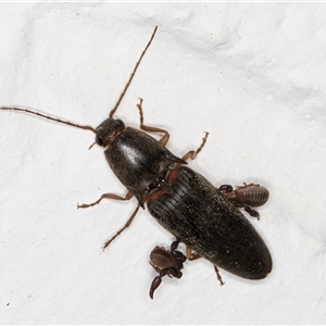 Monocrepidus sp. (genus) at Melba, ACT - 12 Sep 2024