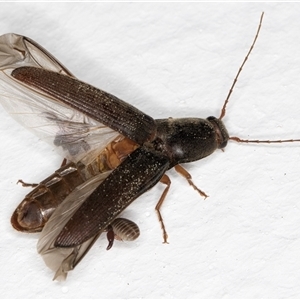 Monocrepidus sp. (genus) at Melba, ACT - 12 Sep 2024