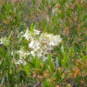 Pandorea pandorana at Bungonia, NSW - 11 Sep 2024