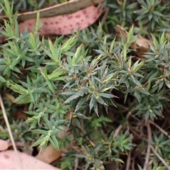 Styphelia humifusum (Cranberry Heath) at Bungonia, NSW - 11 Sep 2024 by AnneG1