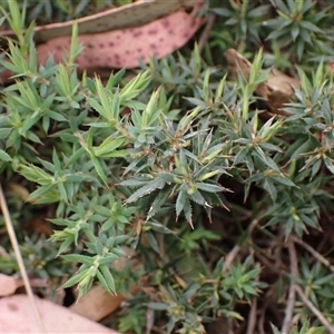 Styphelia humifusum at Bungonia, NSW - 11 Sep 2024