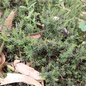 Styphelia humifusum at Bungonia, NSW - 11 Sep 2024