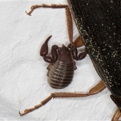 Chernetidae (family) (Chernetid Pseudoscorpion) at Melba, ACT - 12 Sep 2024 by kasiaaus