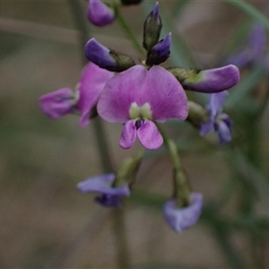 Glycine clandestina at Bungonia, NSW - 11 Sep 2024