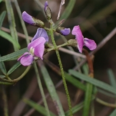 Glycine clandestina at Bungonia, NSW - 11 Sep 2024