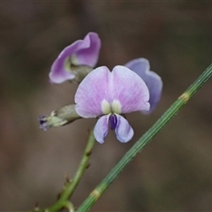 Glycine clandestina at Bungonia, NSW - 11 Sep 2024