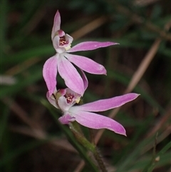 Caladenia carnea (Pink Fingers) at Bungonia, NSW - 11 Sep 2024 by AnneG1