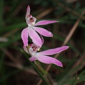 Caladenia carnea at Bungonia, NSW - 11 Sep 2024